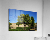Montjuïc Orange Tree Acrylic Print