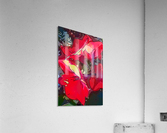 Oh my Amaryllis II Acrylic Print