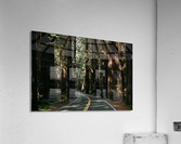 Avenue of the Giants Acrylic Print