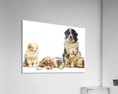 28D7FC6E B407 41D0 B3F9 4329B0959D8F Acrylic Print