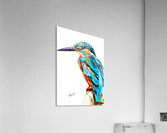 Colourful Kingfisher Illustration Acrylic Print