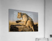 Small Step for Lionkind - 2 Acrylic Print