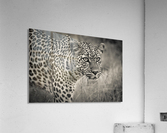 Big Eyes Acrylic Print