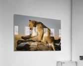 Small Step for Lionkind Acrylic Print