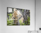 Lion Cub - 2 Acrylic Print