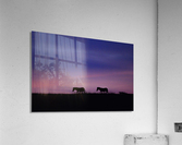 Zebra Sunrise Acrylic Print