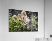 Lion Cub Acrylic Print