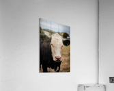 Moo Acrylic Print