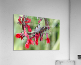 Hummingbird With Attitude Acrylic Print