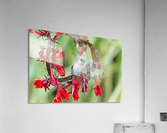 Lobelia Perch  Acrylic Print