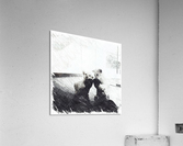 Playful white lion cubs Acrylic Print