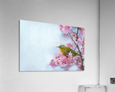 Bird In Sakura Cherry Blossom Tree  Acrylic Print