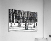Birches And Dogwood Black And White  Acrylic Print
