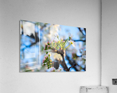 20190329 DSC_0302 Acrylic Print