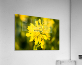 20190329 DSC_0296 Acrylic Print