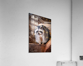 Raton ambassadeur Acrylic Print