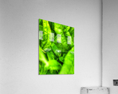 Fragile  Acrylic Print