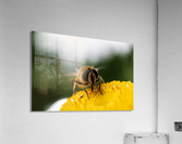 IMG_4630 Acrylic Print