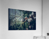 IMG_3479 Acrylic Print