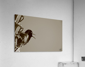 Black Bird  Acrylic Print
