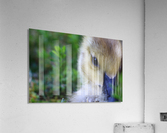 Baby Geese Acrylic Print