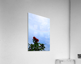 Blooming Acrylic Print
