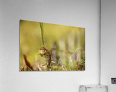 Seedless Time  Acrylic Print