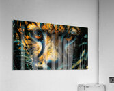 Wild Cat Eyes Acrylic Print