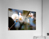 Spring Shogetsu 4 Acrylic Print