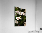 Spring - Shogetsu 2 Acrylic Print