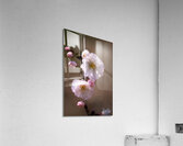 Spring Shogetsu Acrylic Print