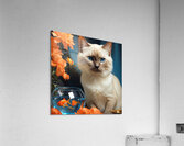 A strikingly elegant Siamese cat Acrylic Print
