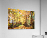 Fall Drive Near Guelph Acrylic Print