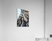 Brown Pelican ~ closeup of feathers and beak Anna Maria Island Acrylic Print