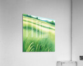 Reeds1 Acrylic Print