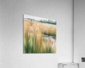 Reeds2 Acrylic Print