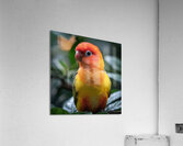 Yellow Lovebird Acrylic Print