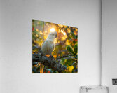 Cockatoo Beauty Acrylic Print