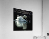 Lake Swan Acrylic Print