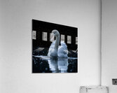 Swan Grace Acrylic Print