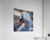 Majestic Swan Grace Acrylic Print