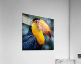 Beautiful Toucan Bird Acrylic Print