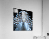 Gorgeous Peacock Acrylic Print