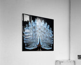 Elegant Peacock Feathers Acrylic Print