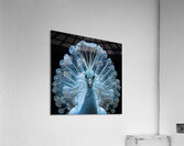 Charming White Peacock Acrylic Print
