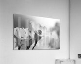 White Dogwood Black And White Acrylic Print