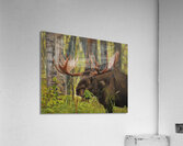 Munching Moose - Painting Acrylic Print