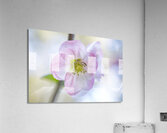 Pink Quince Flower Macro  Acrylic Print