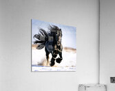 Wild Friesian Acrylic Print