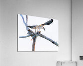 BZ9 4522 Enhanced NR Acrylic Print